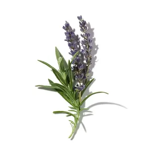 Lavender (hoa oải hương)