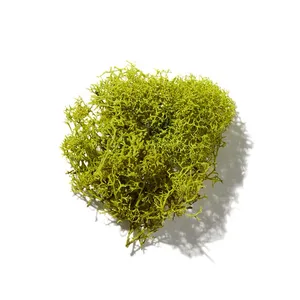 Moss (rêu)