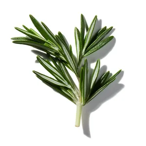 Rosemary (hương thảo)