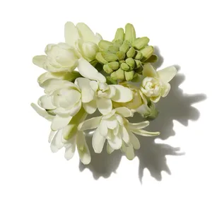 Velvet tuberose (hoa huệ nhung)